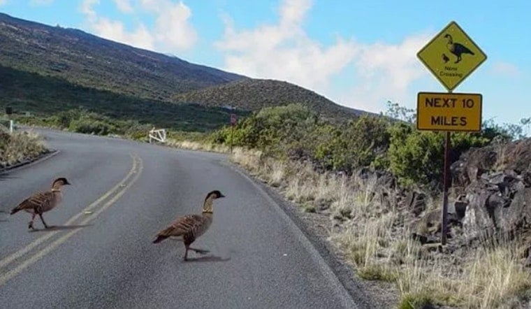 Haleakalā’s Endangered Birds Keep Getting Hit, And Park Officials Have Had It With Speeders