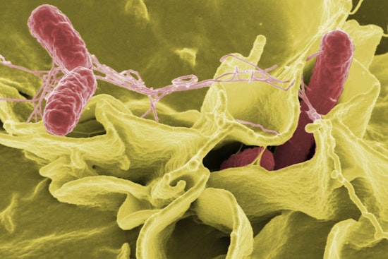 Hamptons Salmonella Scare Packs Southampton ER With Summer Crowds