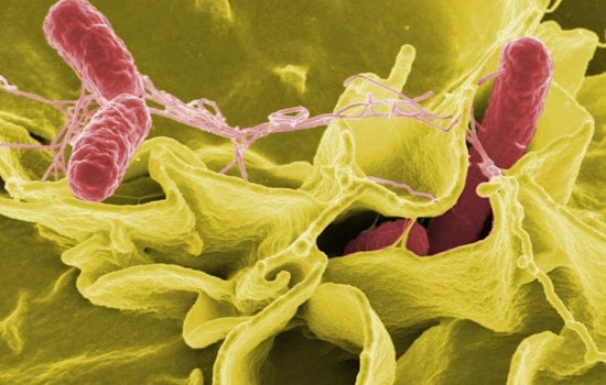 Hamptons Salmonella Scare Packs Southampton ER With Summer Crowds