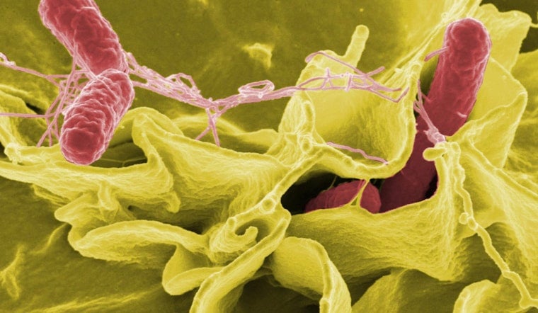 Hamptons Salmonella Scare Packs Southampton ER With Summer Crowds