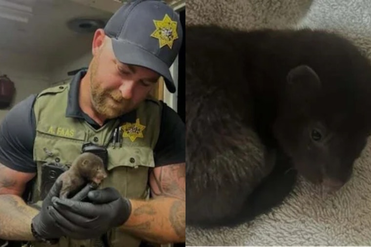 Healdsburg Homeowner’s ‘Baby Otter’ Drama Turns Out To Be Tiny Mink Rescue