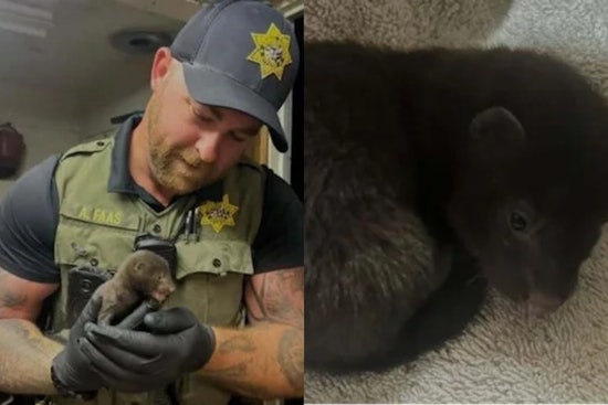 Healdsburg Homeowner’s ‘Baby Otter’ Drama Turns Out To Be Tiny Mink Rescue