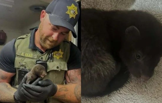 Healdsburg Homeowner’s ‘Baby Otter’ Drama Turns Out To Be Tiny Mink Rescue