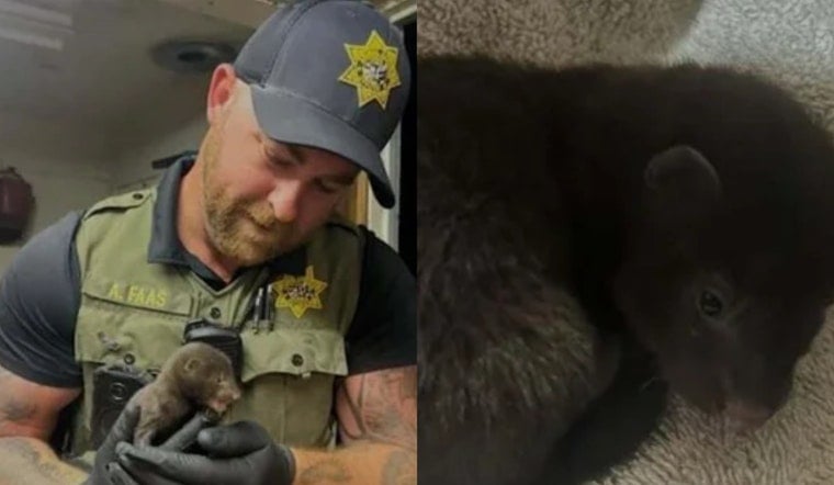 Healdsburg Homeowner’s ‘Baby Otter’ Drama Turns Out To Be Tiny Mink Rescue