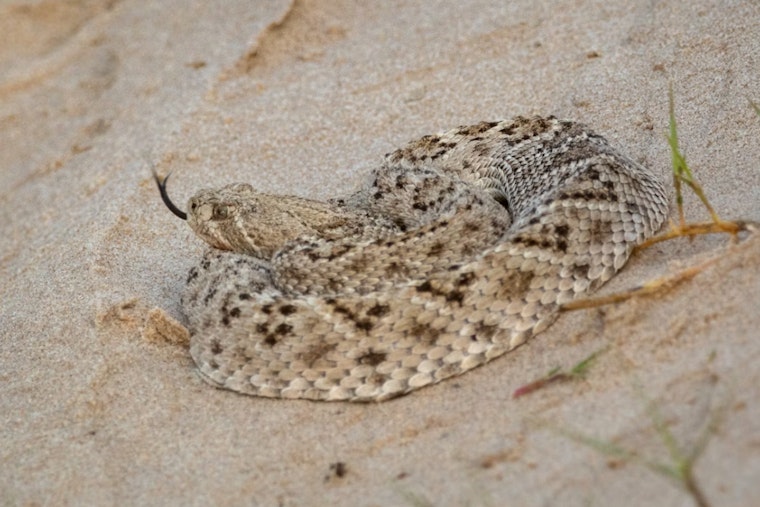 Rattlesnake Rush Invades Fountain Hills Yards as Crews Race to Keep Up