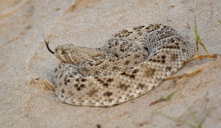 Rattlesnake Rush Invades Fountain Hills Yards as Crews Race to Keep Up