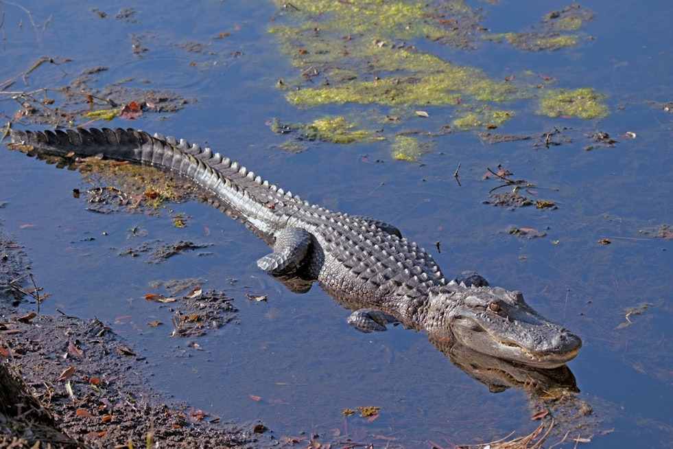 Hillsborough Drivers Watch Deputies Wrestle 7-Foot Gator From Roadway Median