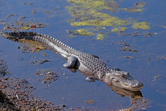Hillsborough Drivers Watch Deputies Wrestle 7-Foot Gator From Roadway Median
