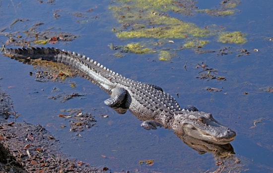 Hillsborough Drivers Watch Deputies Wrestle 7-Foot Gator From Roadway Median