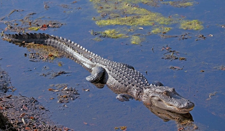 Hillsborough Drivers Watch Deputies Wrestle 7-Foot Gator From Roadway Median