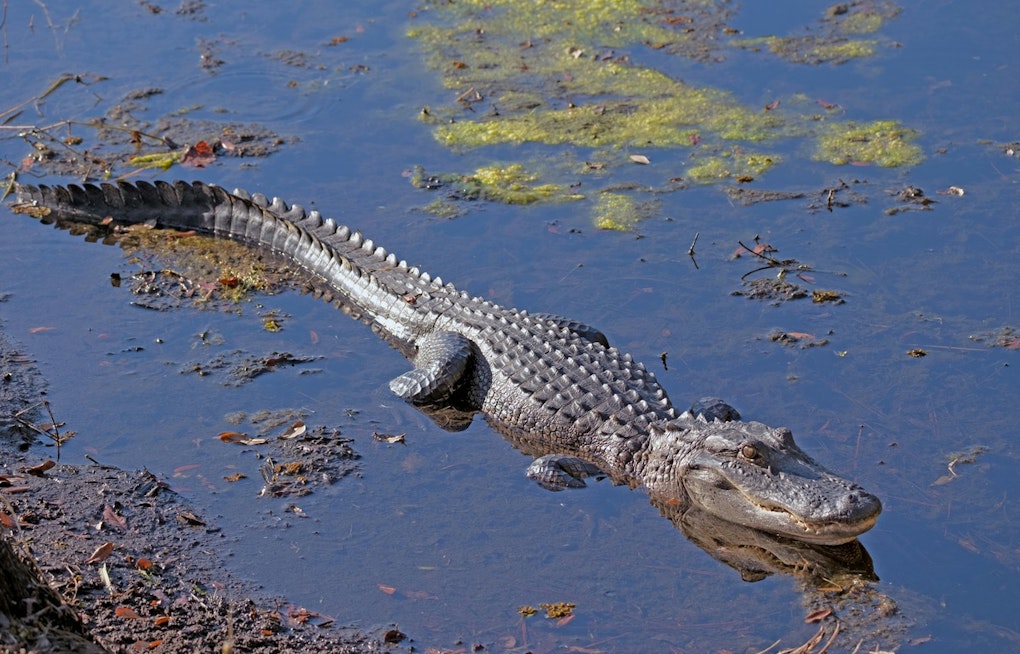 Hillsborough Drivers Watch Deputies Wrestle 7-Foot Gator From Roadway Median