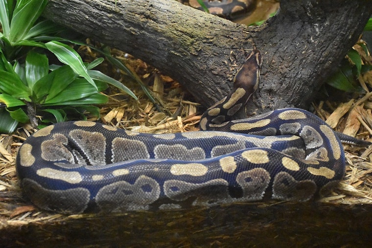 Honolulu Couple Freaks as Ball Python Blocks Their Front Door