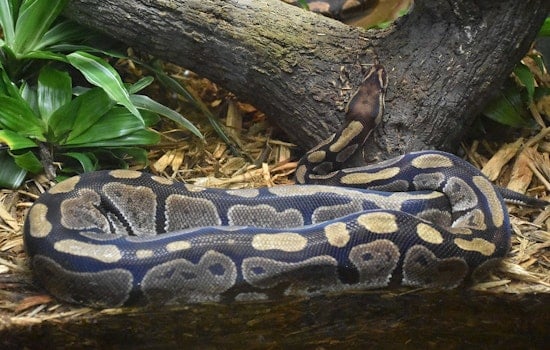 Honolulu Couple Freaks as Ball Python Blocks Their Front Door