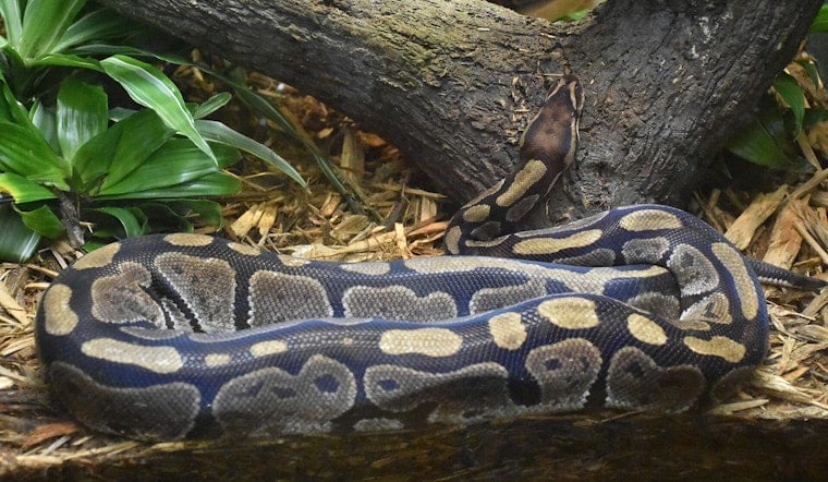 Honolulu Couple Freaks as Ball Python Blocks Their Front Door
