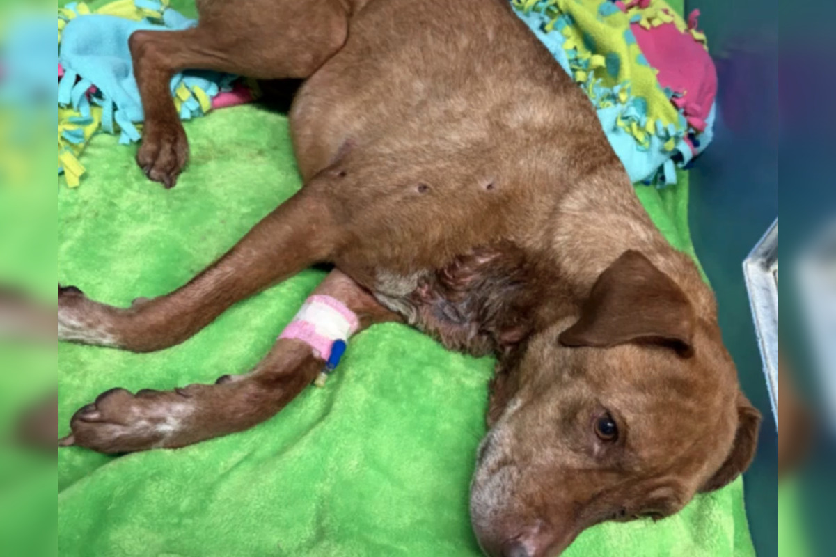 Dog Sunny Found Shot 8 Times In Shawano County
