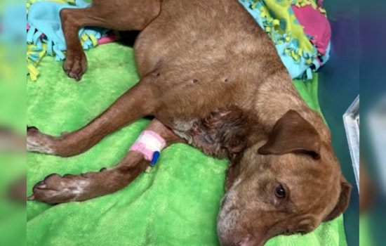 Horror On Maple Grove Road As Dog Sunny Found Shot Eight Times