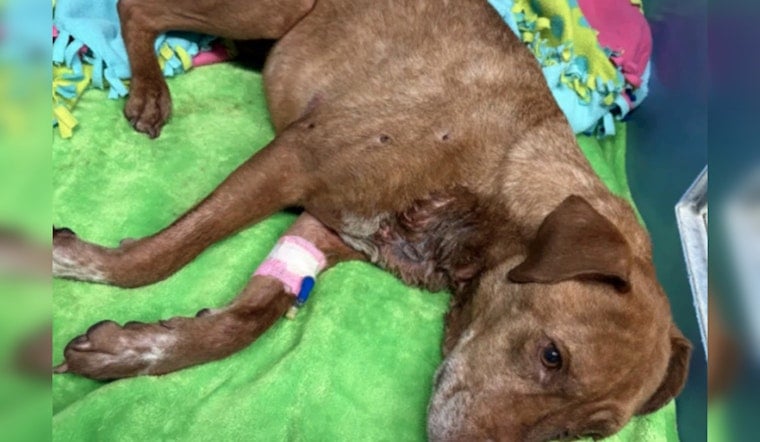 Horror On Maple Grove Road As Dog Sunny Found Shot Eight Times