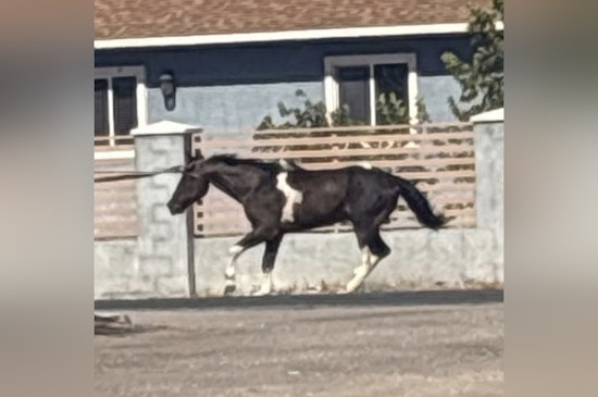 Horse Dragged To Death Behind Pickup Shocks East Vegas Block