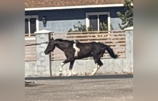 Horse Dragged To Death Behind Pickup Shocks East Vegas Block