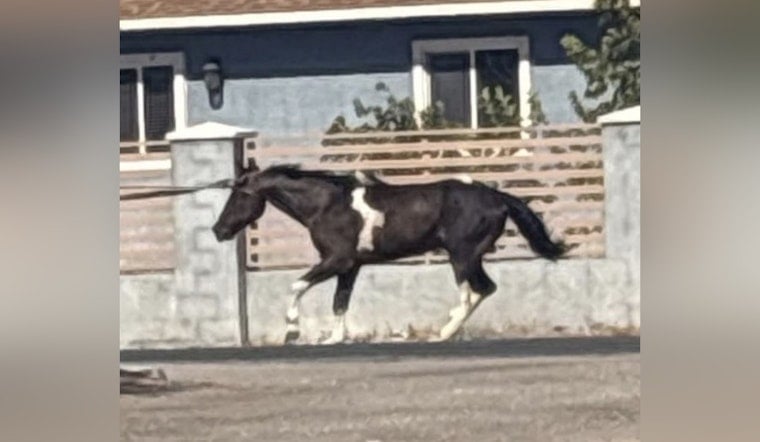 Horse Dragged To Death Behind Pickup Shocks East Vegas Block