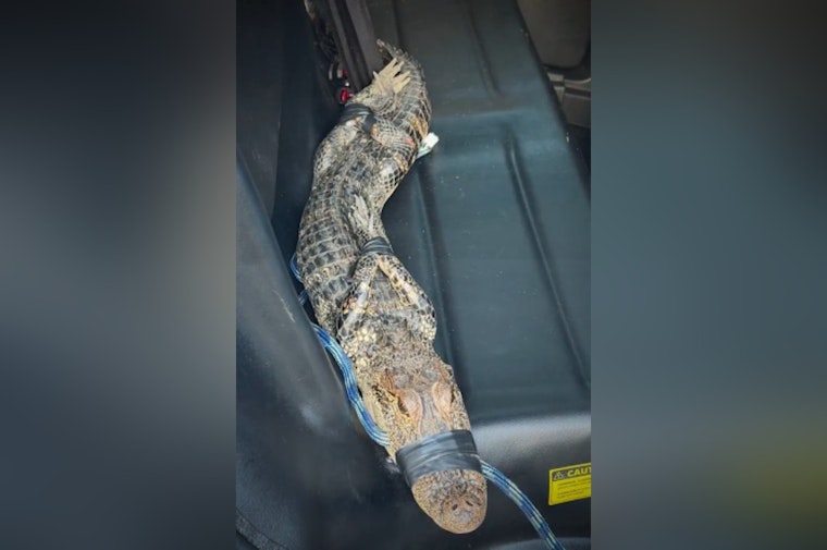 Houston Deputies Haul Driveway Gator From Under Pickup, Release It In Reservoir