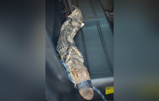 Houston Deputies Haul Driveway Gator From Under Pickup, Release It In Reservoir