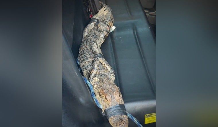 Houston Deputies Haul Driveway Gator From Under Pickup, Release It In Reservoir