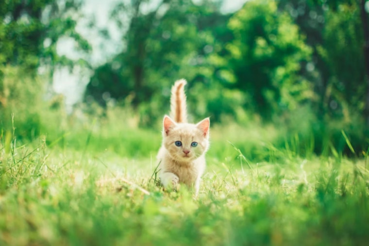 Houston Kitten Surge Has SPCA Pleading For Walk-In Fosters