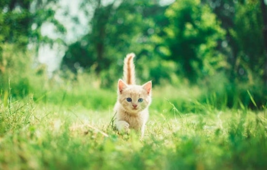 Houston Kitten Surge Has SPCA Pleading For Walk-In Fosters