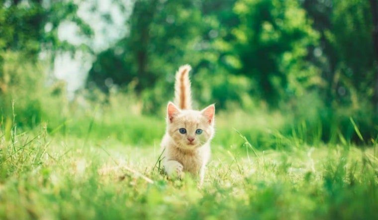 Houston Kitten Surge Has SPCA Pleading For Walk-In Fosters