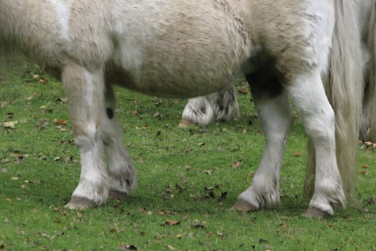 Houston Mini Horse Peanut Stolen After White Truck Lures Him Away