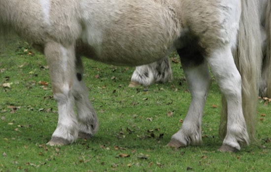 Houston Mini Horse Peanut Stolen After White Truck Lures Him Away