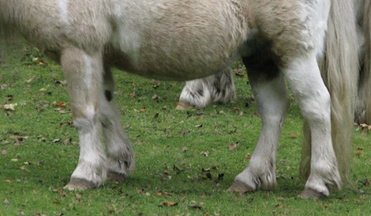 Houston Mini Horse Peanut Stolen After White Truck Lures Him Away