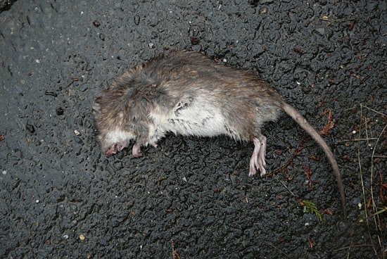 Hundreds Of Dead Rats Dumped Near Norris, Police Investigate