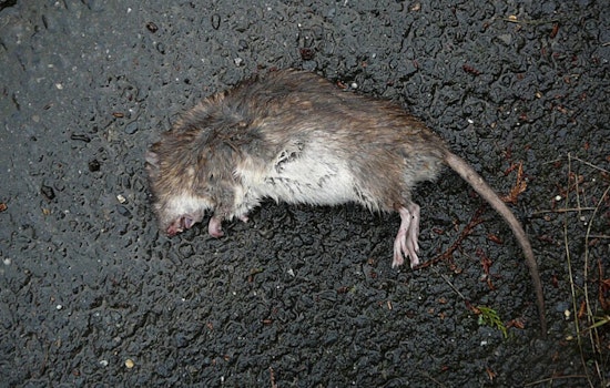 Hundreds Of Dead Rats Dumped Near Norris, Police Investigate