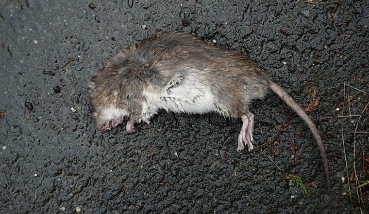 Hundreds Of Dead Rats Dumped Near Norris, Police Investigate