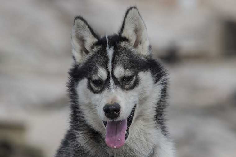 Husky Goes Full Bodyguard, Chases Charging Bear from Torrington Driveway