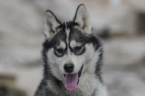 Husky Goes Full Bodyguard, Chases Charging Bear from Torrington Driveway