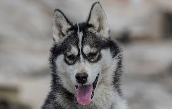 Husky Goes Full Bodyguard, Chases Charging Bear from Torrington Driveway