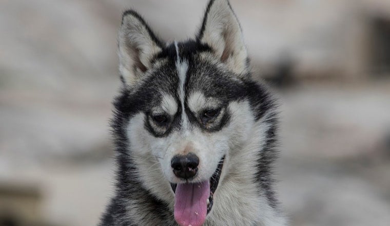 Husky Goes Full Bodyguard, Chases Charging Bear from Torrington Driveway