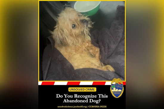 Jacksonville Cops Hunt Person Who Dumped Malnourished Dog In Crate