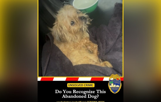 Jacksonville Cops Hunt Person Who Dumped Malnourished Dog In Crate