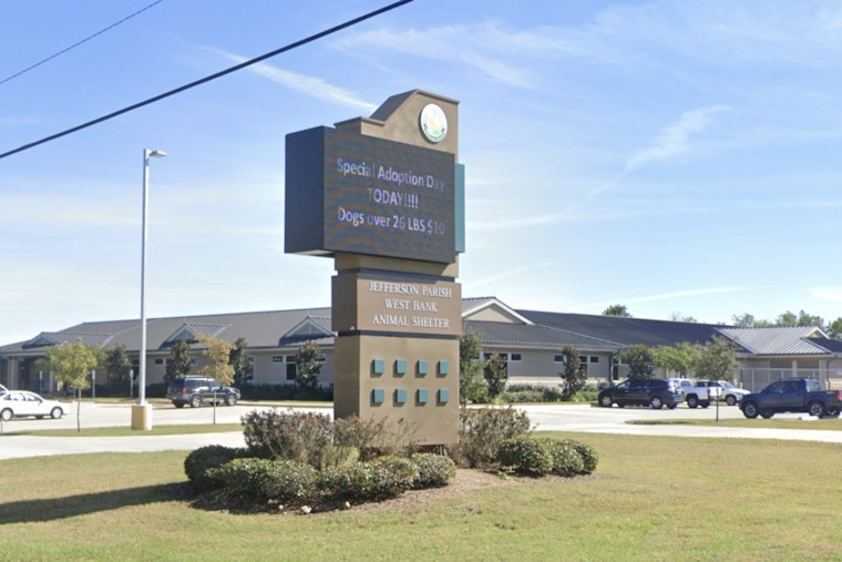Jefferson Parish Dog Bust Puts Shelters In Crisis Mode