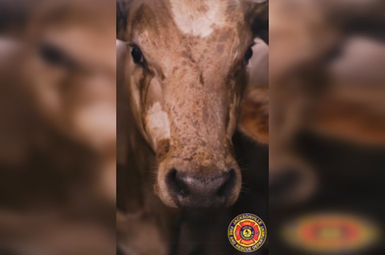 JFRD Keeps Cattle Cool After Semi Strands on I-295