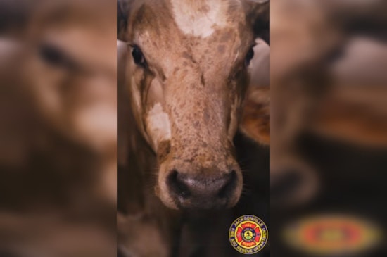JFRD Keeps Cattle Cool After Semi Strands on I-295