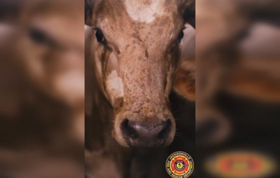 JFRD Keeps Cattle Cool After Semi Strands on I-295