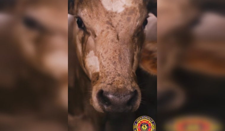JFRD Keeps Cattle Cool After Semi Strands on I-295