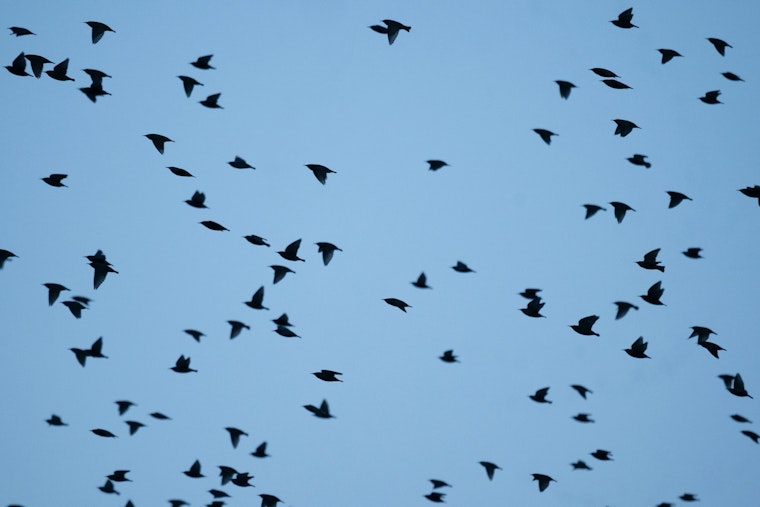 L.A. Backyard Birds Defy Gloomy Trend Hitting The Rest Of North America