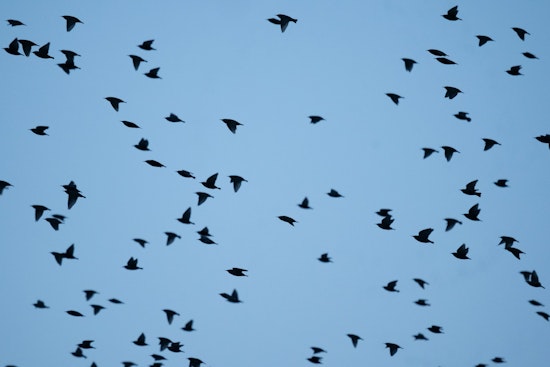 L.A. Backyard Birds Defy Gloomy Trend Hitting The Rest Of North America