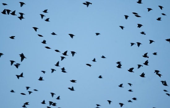 L.A. Backyard Birds Defy Gloomy Trend Hitting The Rest Of North America
